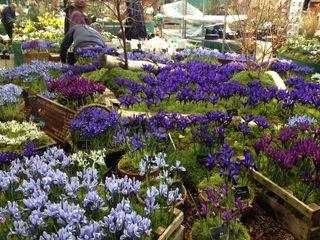 Bulbes iris Bulbes iris