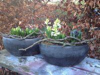 Bulbes_jacinthes Bulbes_jacinthes