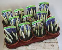 Bulbes printemps Bulbes printemps