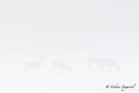 Chevreuils dans la brume du matin…
