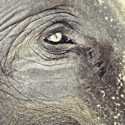 PHOTO : Les meilleurs clichés d’Instagram 1tyson