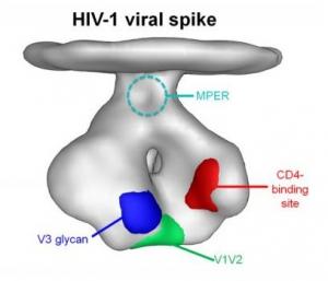 VIH: L'étude des anticorps ouvre une voie prometteuse vers le vaccin  – Nature et NIAID