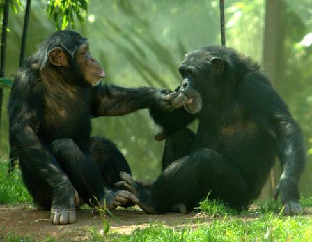 Chez les chimpanzés, les femelles virent au rouge lorsqu'elles sont prêtes à assumer un petit. Cela ne veut pas dire que les jeux de l'amour ne sont pas complexes. Il y a chez eux aussi un jeu de séduction et des relations d'affinité se créent entre mâles et femelles, même si ceux-ci sont de rangs inférieurs. Il arrive parfois qu'ils vivent leur romance à l'abri des regards du mâle dominant.