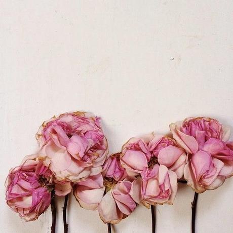 Flower Power Flower Power