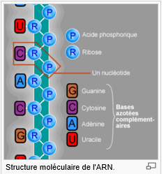 TOUT NE SERAIT IL QUE PHYSICO-CHIMIE CHEZ LE VIVANT ?( suite 9) Capture.PNG arn.PNG