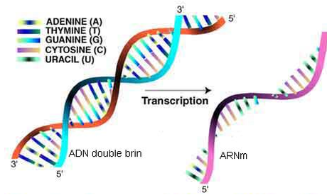 TOUT NE SERAIT IL QUE PHYSICO-CHIMIE CHEZ LE VIVANT ?( suite 9) Capture.PNG ADN.PNG