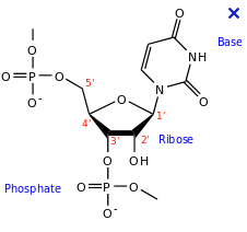 TOUT NE SERAIT IL QUE PHYSICO-CHIMIE CHEZ LE VIVANT ?( suite 9) Capture.PNG arn base.PNG