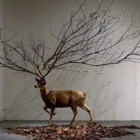 « In Wonder », entre poésie et absurde Myeongbeom Kim: Untitled Dear taxidermy, Branch, Leaves.
