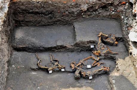 Des sépultures aztèques de chiens intriguent les archéologues