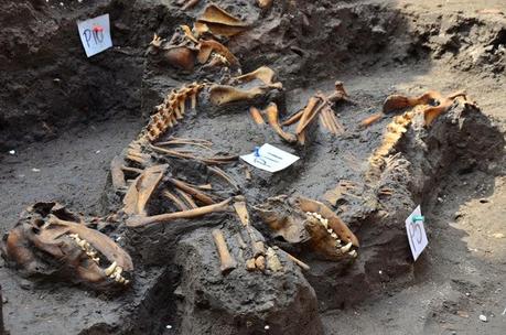 Des sépultures aztèques de chiens intriguent les archéologues