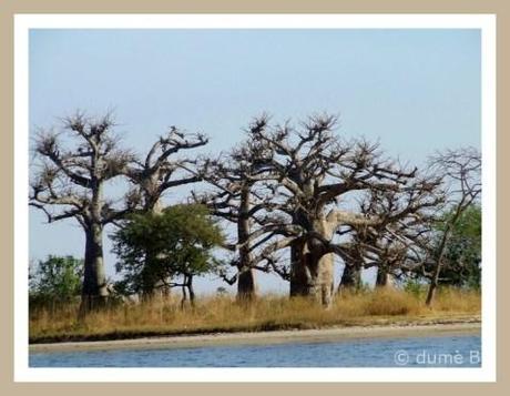 baobab, arbre de la Térenga