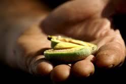 Bientôt le printemps – A35 amandon