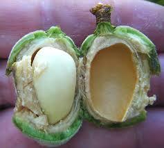 Bientôt le printemps – A35 images