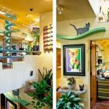 La Maison des Chats – Californie Maison des Chats 07