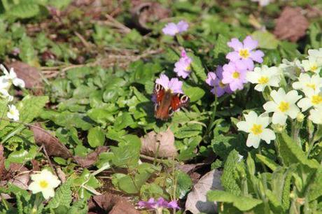 Sous le soleil exactement paon romi 8 mars 2014 021.jpg
