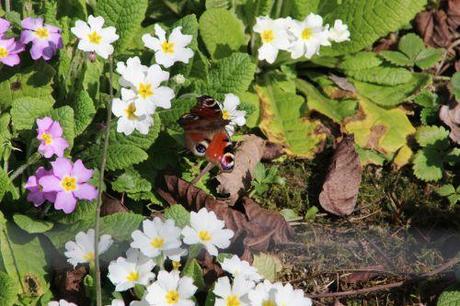 Sous le soleil exactement paon romi 8 mars 2014 023 (1).jpg
