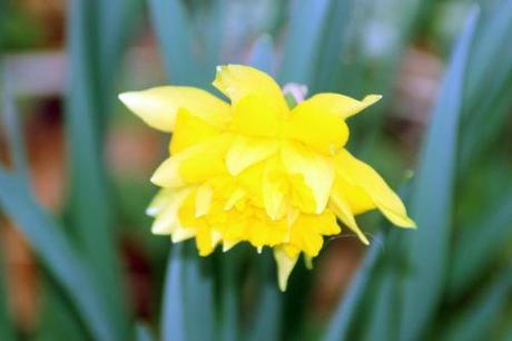 Sous le soleil exactement narcisse romi 8 mars 2014 001.jpg