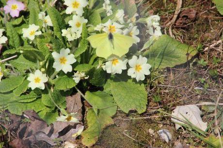 Sous le soleil exactement citron romi 8 mars 2014 019.jpg