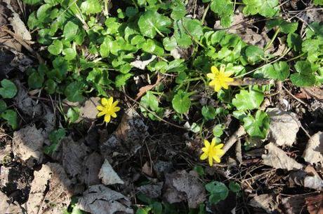 Sous le soleil exactement ficaire romi 8 mars 2014 027 (3).jpg
