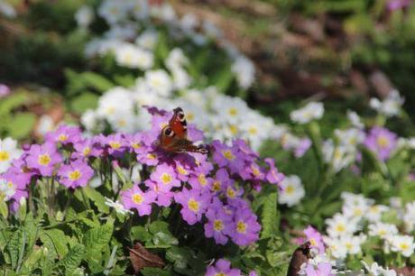 Sous le soleil exactement paon romi 8 mars 2014 015 (1).jpg