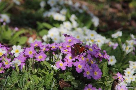Sous le soleil exactement paon romi 8 mars 2014 015 (2).jpg