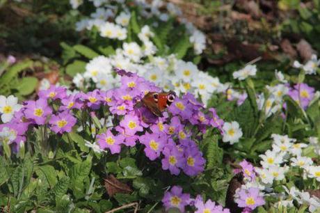 Sous le soleil exactement paon romi 8 mars 2014 015 (3).jpg