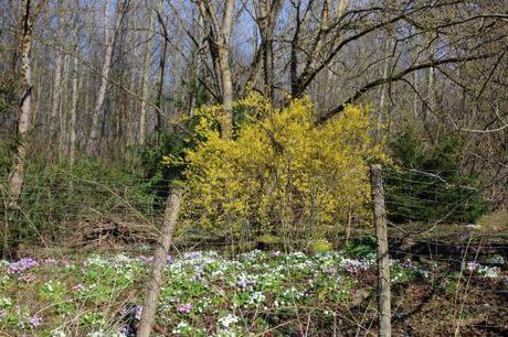 Sous le soleil exactement forsythia romi 8 mars 2014 022.jpg