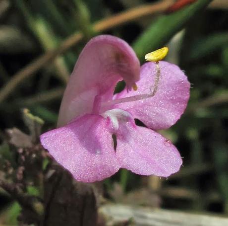 Pédiculaire des bois (Pedicularis sylvatica)