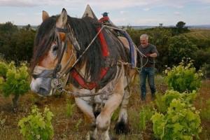 L’abbaye de Sylva Plana, plus que du vin, un oenotourisme de qualité en terre de Faugères