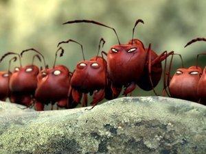 La coccinelle et les fourmis noires font face aux terribles fourmis rouges...
