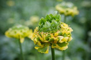 Renoncule pon pon stella_03 Renoncule pon pon stella_03