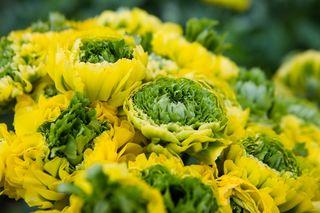 Renoncule pon pon stella_01 Renoncule pon pon stella_01