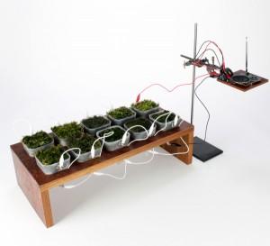 Les plantes à photosynthèse pourraient alimenter des petits appareils électroniques, avec une production électrique de 3,5 mW par mètre carré.