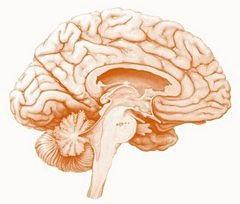 Un nouveau dispositif d'enregistrement de l'activité neuronale cerveau-m