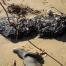 Echouage d'oiseaux marins : la LPO porte plainte contre X pour pollution
