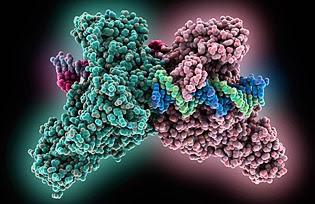 Méthylation de l’ADN et Indice de Masse Corporelle : analyse sur génome entier Méthylation de l’ADN et Indice de Masse Corporelle : analyse sur génome entier