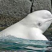 Béluga (baleine) - Wikipédia