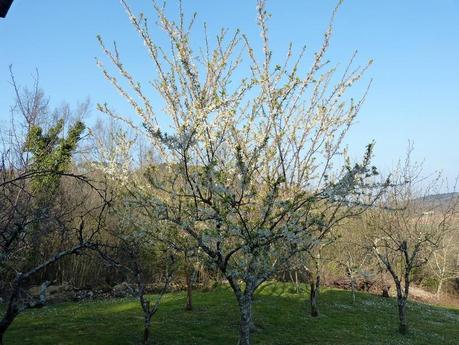 Printemps précoce P1120694