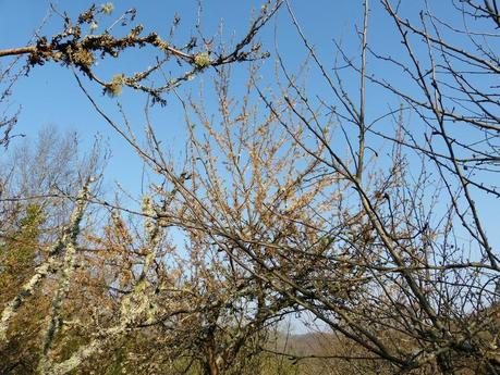 Printemps précoce P1120697