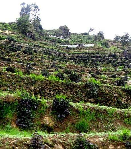 Dieng Dieng