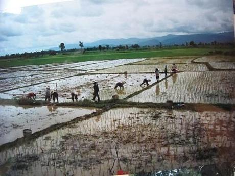 La Thaïlande - les Rizières La Thaïlande 251