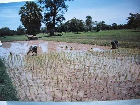 La Thaïlande - les Rizières La Thaïlande 254