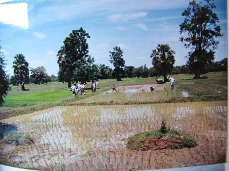 La Thaïlande - les Rizières La Thaïlande 252