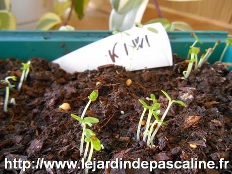 Commérages sur les plantes Commérages sur les plantes
