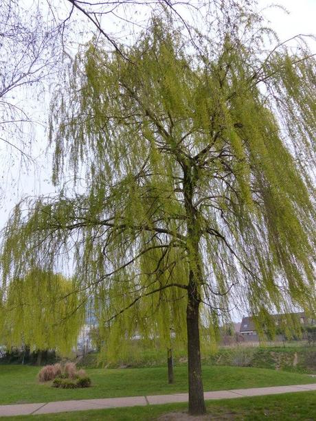 Argenteuil, le printemps au parc des champioux P1020688