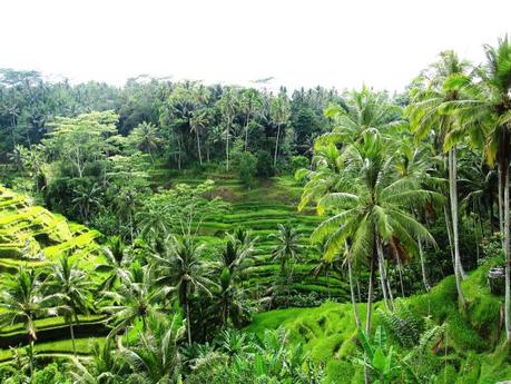 Tombez en amour pour Bali à Ubud avec Teri Johnson Tombez en amour pour Bali à Ubud avec Teri Johnson