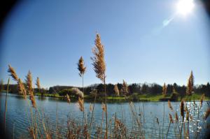 Monkey Eyes (189) Printemps au Bord du Lac