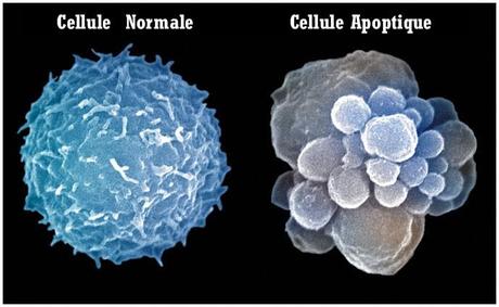 La curcumine du curcuma – une révélation santé. apoptose_cellulaire