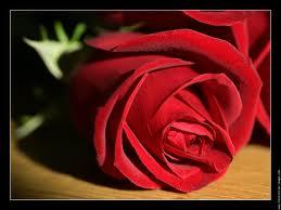Les couleurs de la déco rose rouge