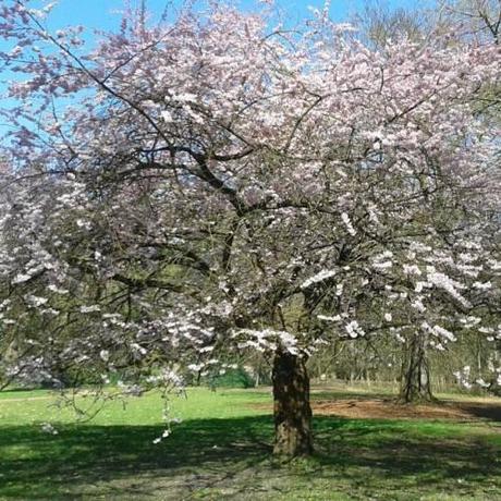 Ma semaine sur Instagram... Mariemont 1.jpg